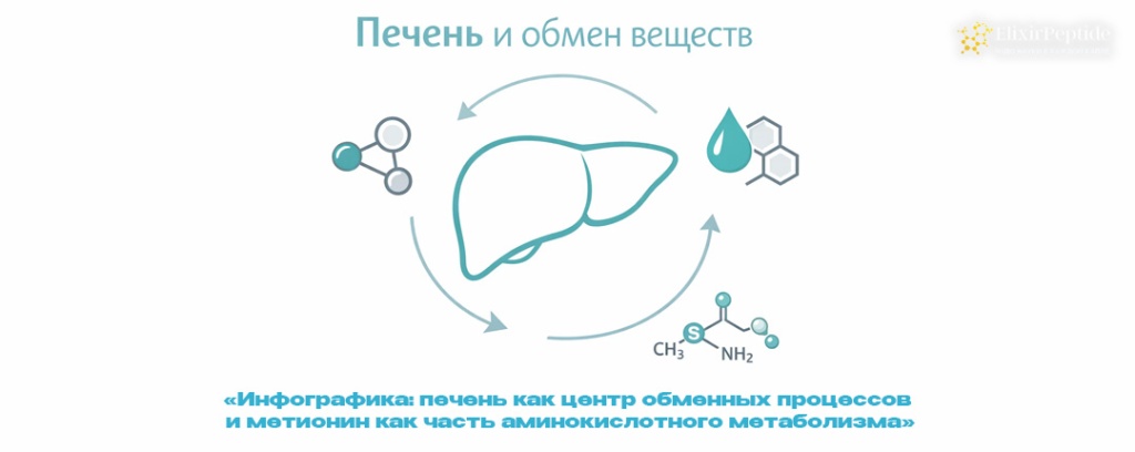 Инфографика- печень как центр обменных процессов и метионин как часть аминокислотного метаболизма.jpg Инфографика- печень как центр обменных процессов и метионин как часть аминокислотного метаболизма.jpg