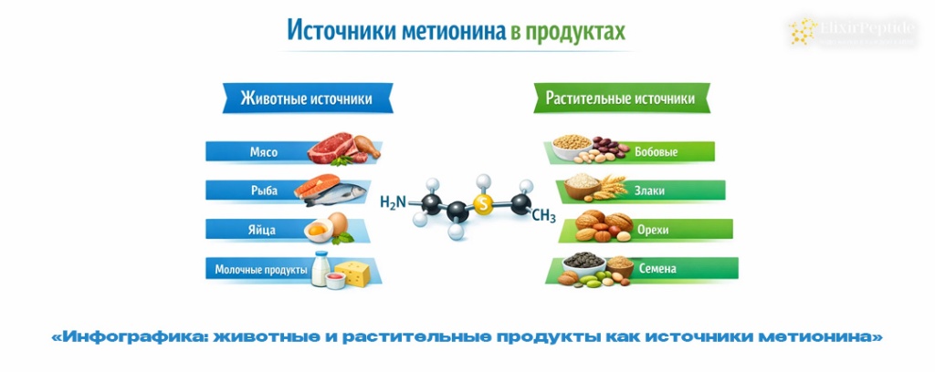 Инфографика- животные и растительные продукты как источники метионина .jpg Инфографика- животные и растительные продукты как источники метионина .jpg