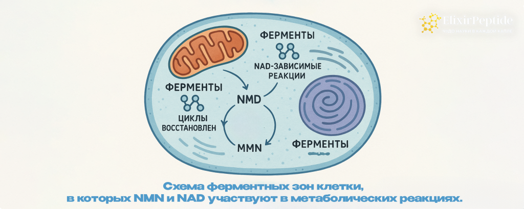 Схема ферментных зон клетки в которых NMN и NAD участвуют в метаболических реакциях..png Схема ферментных зон клетки в которых NMN и NAD участвуют в метаболических реакциях..png