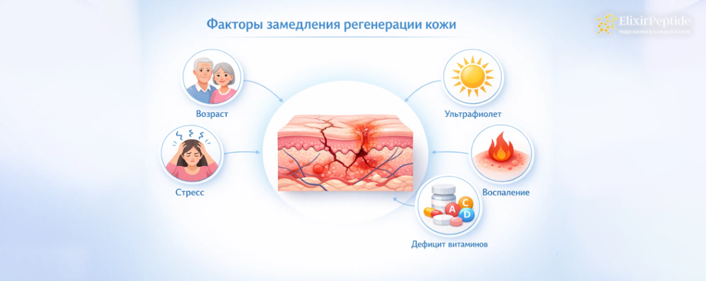 Факторы замедления регенерации кожи.png Факторы замедления регенерации кожи.png