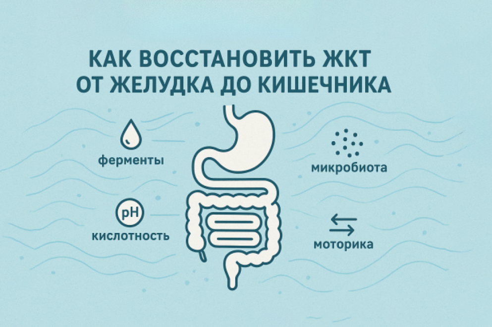 Как восстановить жкт от желудка до кишечника