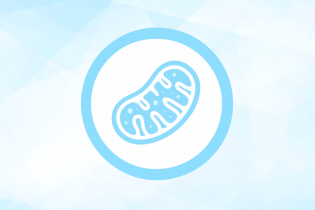 Митохондриальные